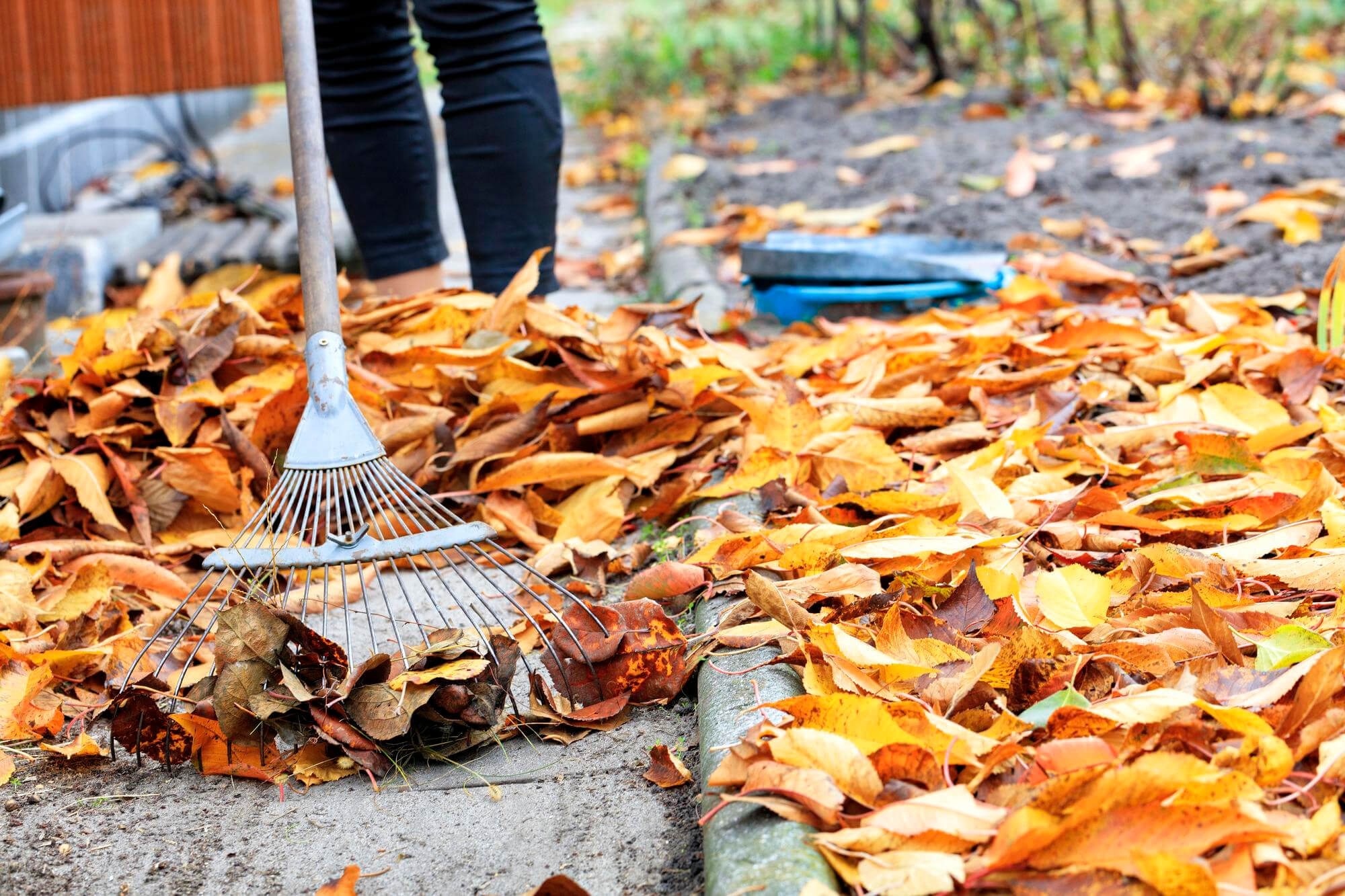Seasonal Cleanup — Spring fresh or autumn tidy — sorted.