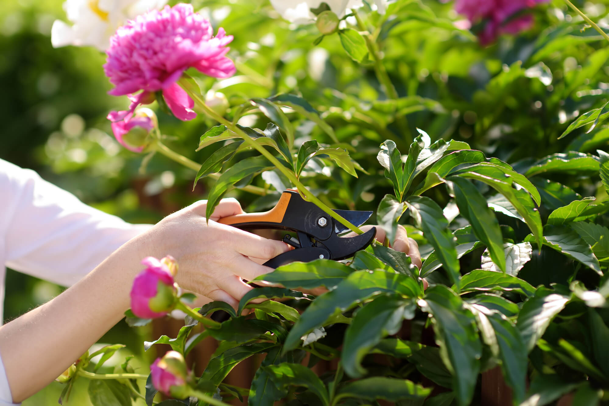 Garden Pruning — Healthy plants, beautiful shape.
